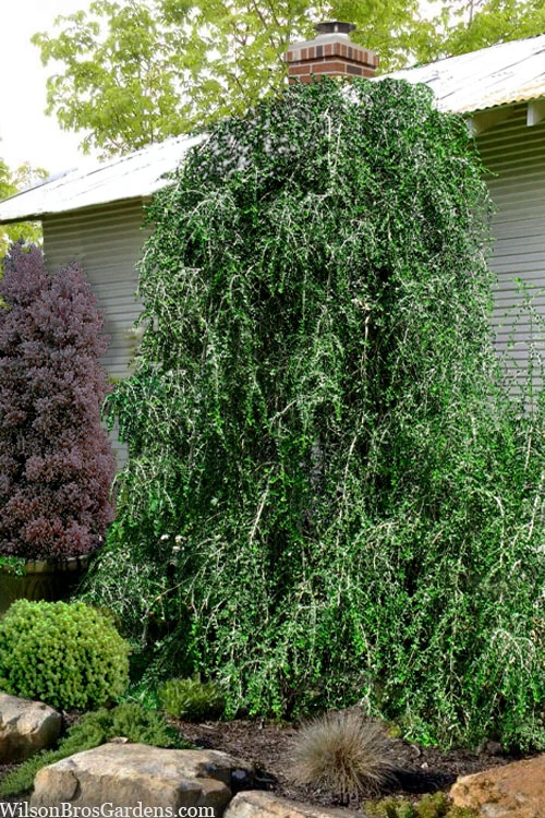Weeping Yaupon Holly (Ilex Vomitoria 'Pendula') - 7 Gallon Pot (4-5') 1 Weeping Yaupon Holly (Ilex Vomitoria 'Pendula') - 7 Gallon Pot (4-5')