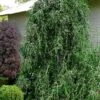 Weeping Yaupon Holly (Ilex Vomitoria 'Pendula') - 7 Gallon Pot (7-8')