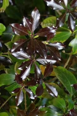 Purple Glaze Star Japanese Anise (Illicium Anisatum 'Muraski No Sato') - 2.5 Gallon Pot -Wilson Bros Gardens illicium anisatum murasake no sato purple glaze 5