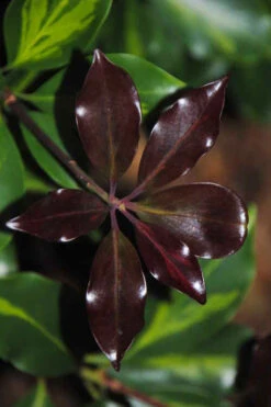 Purple Glaze Star Japanese Anise (Illicium Anisatum 'Muraski No Sato') - 1 Gallon Pot 18 Purple Glaze Star Japanese Anise (Illicium Anisatum 'Muraski No Sato') - 1 Gallon Pot -Wilson Bros Gardens illicium anisatum murasake no sato purple glaze 7 1