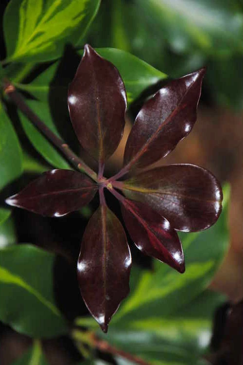 Purple Glaze Star Japanese Anise (Illicium Anisatum 'Muraski No Sato') - 1 Gallon Pot 9 Purple Glaze Star Japanese Anise (Illicium Anisatum 'Muraski No Sato') - 1 Gallon Pot - Image 9