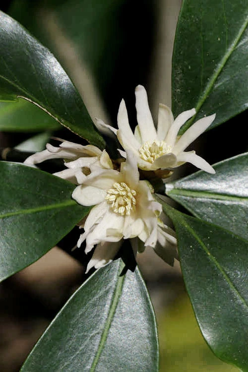 Purple Glaze Star Japanese Anise (Illicium Anisatum 'Muraski No Sato') - 1 Gallon Pot 6 Purple Glaze Star Japanese Anise (Illicium Anisatum 'Muraski No Sato') - 1 Gallon Pot - Image 6