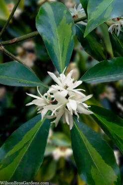 Purple Glaze Star Japanese Anise (Illicium Anisatum 'Muraski No Sato') - 1 Gallon Pot 16 Purple Glaze Star Japanese Anise (Illicium Anisatum 'Muraski No Sato') - 1 Gallon Pot -Wilson Bros Gardens illicium anisatum purple glaze 5 1