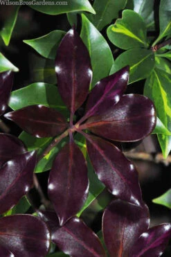 Purple Glaze Star Japanese Anise (Illicium Anisatum 'Muraski No Sato') - 1 Gallon Pot