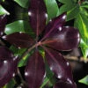 Purple Glaze Star Japanese Anise (Illicium Anisatum 'Muraski No Sato') - 2.5 Gallon Pot