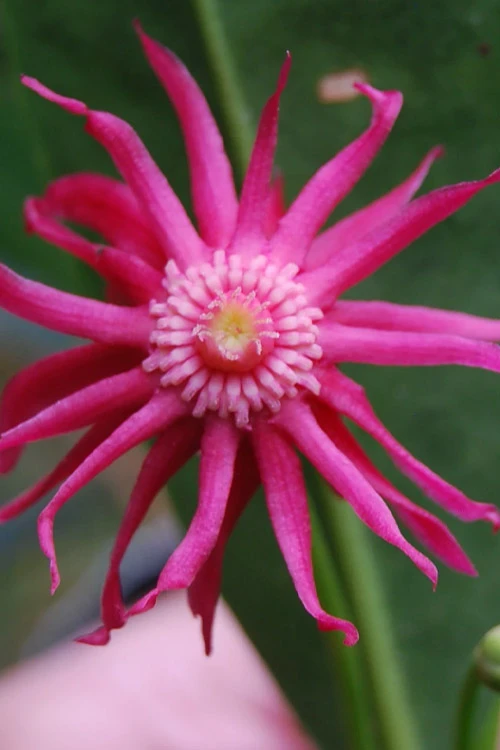 Woodland Ruby Anise (Illicium) - 7 Gallon Pot 7 Woodland Ruby Anise (Illicium) - 7 Gallon Pot - Image 7