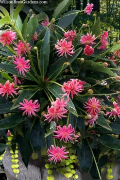 Woodland Ruby Anise (Illicium) - 7 Gallon Pot 12 Woodland Ruby Anise (Illicium) - 7 Gallon Pot -Wilson Bros Gardens illicium floridanum woodland ruby florida anise 13 1