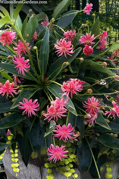 Woodland Ruby Anise (Illicium) - 1 Gallon Pot 5 Woodland Ruby Anise (Illicium) - 1 Gallon Pot - Image 5