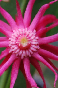 Woodland Ruby Anise (Illicium) - 1 Gallon Pot 15 Woodland Ruby Anise (Illicium) - 1 Gallon Pot -Wilson Bros Gardens illicium sfloridanum woodland ruby florida anise 10 2