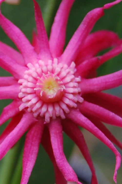 Woodland Ruby Anise (Illicium) - 1 Gallon Pot 8 Woodland Ruby Anise (Illicium) - 1 Gallon Pot - Image 8