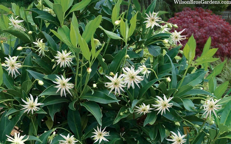 Orion Star Flower Anise (Illicium) - 3 Gallon Pot 6 Orion Star Flower Anise (Illicium) - 3 Gallon Pot - Image 6