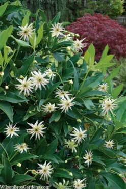 Orion Star Flower Anise (Illicium) - 3 Gallon Pot 10 Orion Star Flower Anise (Illicium) - 3 Gallon Pot -Wilson Bros Gardens illicium star flower orion anise 9