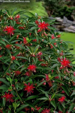 Scorpio Star Flower Anise (Illicium) - 3 Gallon Pot -Wilson Bros Gardens illicium star flower scorpio anise 10