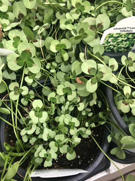 Wilson Bros Gardens -Wilson Bros Gardens image 7d4880f0 45b4 481e a80f