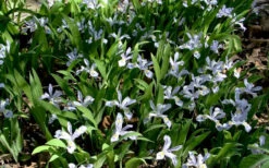 Powder Blue Giant Dwarf Crested Iris (Iris Cristata) - 6 Pack Of 1 Gallon Pots 12 Powder Blue Giant Dwarf Crested Iris (Iris Cristata) - 6 Pack Of 1 Gallon Pots -Wilson Bros Gardens iris cristata 7 1
