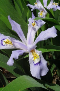 Powder Blue Giant Dwarf Crested Iris (Iris Cristata) - 1 Gallon Pot 15 Powder Blue Giant Dwarf Crested Iris (Iris Cristata) - 1 Gallon Pot -Wilson Bros Gardens iris cristata powder blue giant dwarf crested 2
