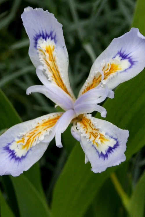 Powder Blue Giant Dwarf Crested Iris (Iris Cristata) - 1 Gallon Pot 4 Powder Blue Giant Dwarf Crested Iris (Iris Cristata) - 1 Gallon Pot - Image 4