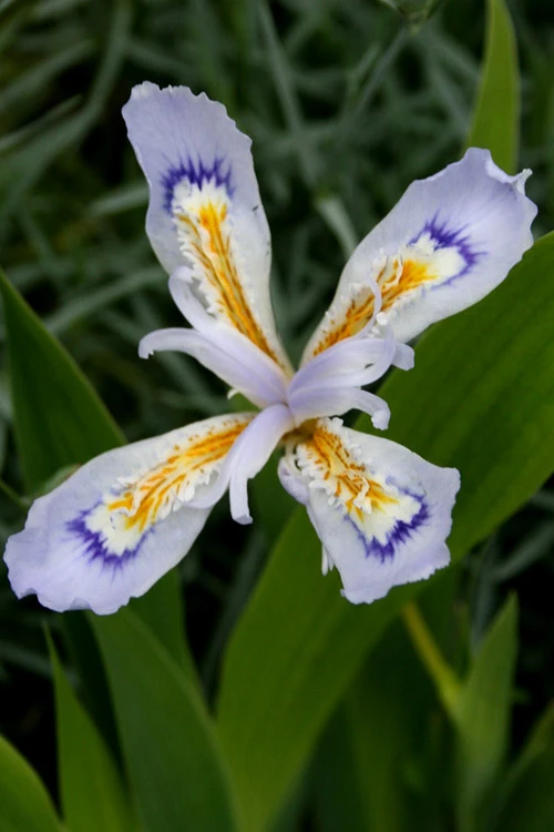 Powder Blue Giant Dwarf Crested Iris (Iris Cristata) - 1 Gallon Pot 6 Powder Blue Giant Dwarf Crested Iris (Iris Cristata) - 1 Gallon Pot - Image 6