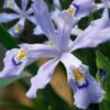 Powder Blue Giant Dwarf Crested Iris (Iris Cristata) - 6 Pack Of 1 Gallon Pots