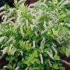 Scentlandia Sweetspire(Itea Virginica) - 3 Gallon Pot
