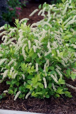 Scentlandia Sweetspire(Itea Virginica) - 3 Gallon Pot