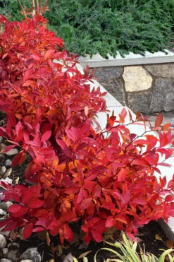 Scentlandia Sweetspire(Itea Virginica) - 3 Gallon Pot 10 Scentlandia Sweetspire(Itea Virginica) - 3 Gallon Pot -Wilson Bros Gardens itea virginica scentlandia virginia sweetspire 7 1