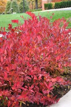 Virginia Sweetspire (Itea Virginica) - 3 Gallon Pot -Wilson Bros Gardens itea virginica virginia sweetspire 14 1