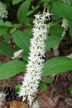 Virginia Sweetspire (Itea Virginica) - 2 Gallon Pot -Wilson Bros Gardens itea virginica virginia sweetspire 7