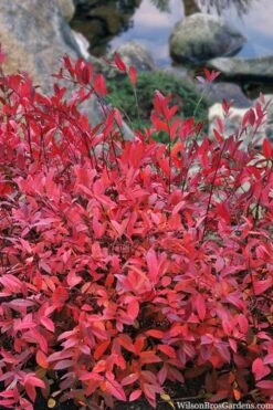 Virginia Sweetspire (Itea Virginica) - 2 Gallon Pot -Wilson Bros Gardens itea virginica virginia sweetspire 8