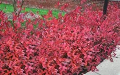 Virginia Sweetspire (Itea Virginica) - 3 Gallon Pot -Wilson Bros Gardens itea virginica virginia sweetspire 9 1