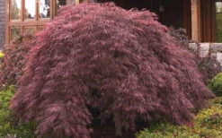 Crimson Queen Dwarf Japanese Maple - 1 Gallon Pot -Wilson Bros Gardens ja panese Maple Crimson Queen 50 3