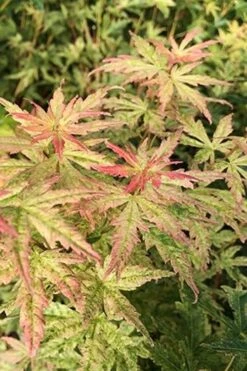 Radiant Variegated Japanese Maple - 5 Gallon Pot -Wilson Bros Gardens japanese Maple Radiant 7