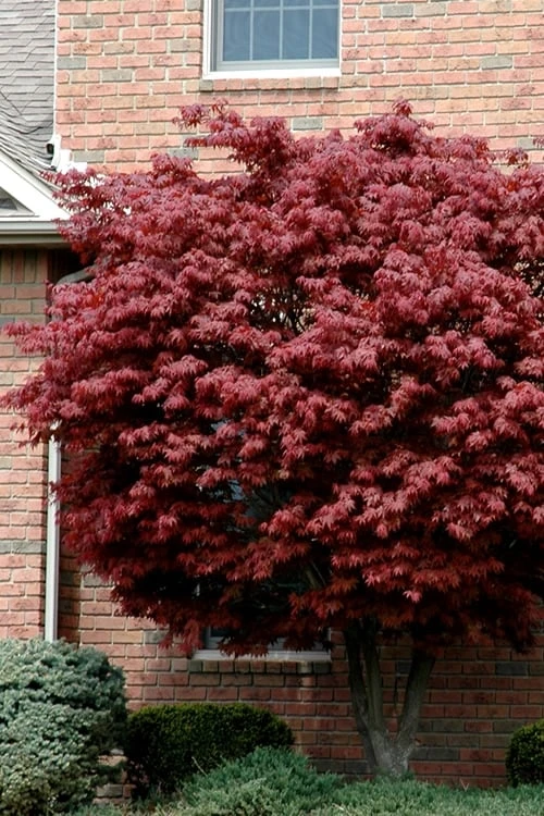 Bloodgood Red Leaf Japanese Maple - 5 Gallon Pot (6-7') 1 Bloodgood Red Leaf Japanese Maple - 5 Gallon Pot (6-7')