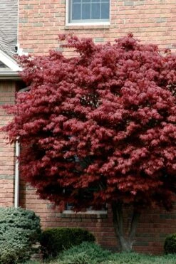 Bloodgood Red Leaf Japanese Maple - 5 Gallon Pot (2-3')