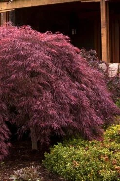 Crimson Queen Dwarf Japanese Maple (High Graft Tree Form) - 1 Gallon Pot (2-2.5')
