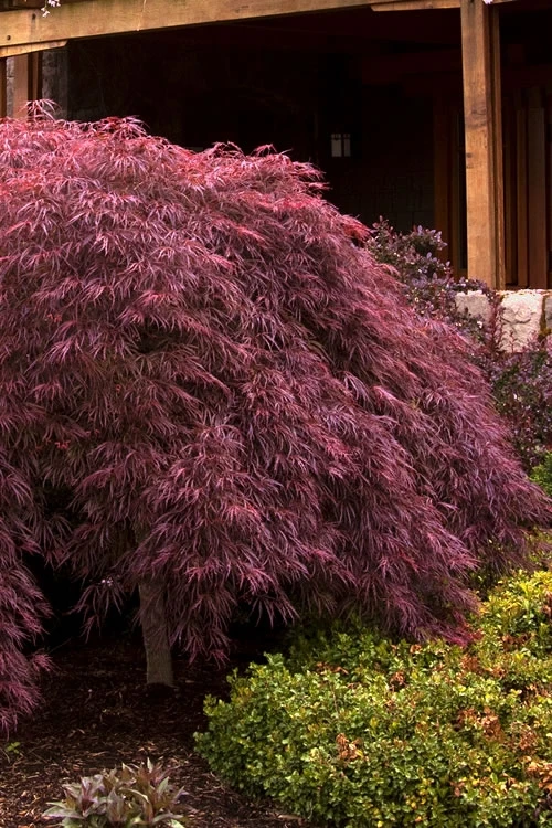 Crimson Queen Dwarf Japanese Maple (High Graft Tree Form) - 1 Gallon Pot (2-2.5') 1 Crimson Queen Dwarf Japanese Maple (High Graft Tree Form) - 1 Gallon Pot (2-2.5')