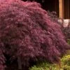 Crimson Queen Dwarf Japanese Maple - 5 Gallon Pot