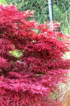 Fireglow Red Leaf Japanese Maple - 5 Gallon Pot (4-4.5') -Wilson Bros Gardens japanese maple fireglow 11 5