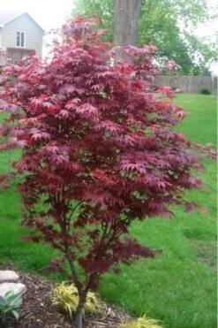 Fireglow Red Leaf Japanese Maple - 3 Gallon Pot (2.5-3') 12 Fireglow Red Leaf Japanese Maple - 3 Gallon Pot (2.5-3') -Wilson Bros Gardens japanese maple fireglow 12 1