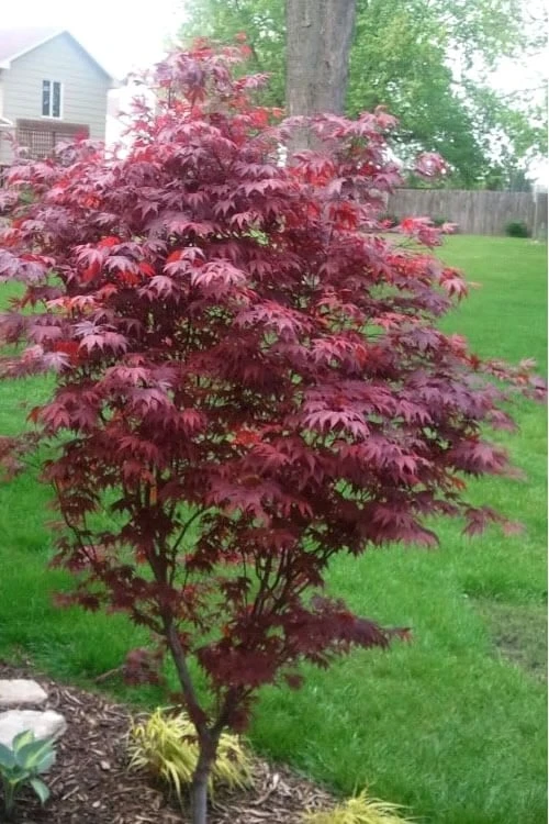 Fireglow Red Leaf Japanese Maple - 3 Gallon Pot 5 Fireglow Red Leaf Japanese Maple - 3 Gallon Pot - Image 5