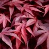 Fireglow Red Leaf Japanese Maple - 3 Gallon Pot (2.5-3')