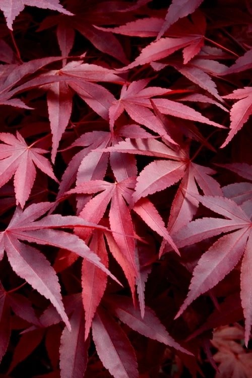 Fireglow Red Leaf Japanese Maple - 3 Gallon Pot (2.5-3') 1 Fireglow Red Leaf Japanese Maple - 3 Gallon Pot (2.5-3')