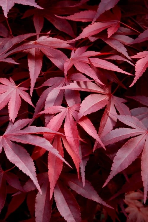 Fireglow Red Leaf Japanese Maple - 3 Gallon Pot 1 Fireglow Red Leaf Japanese Maple - 3 Gallon Pot