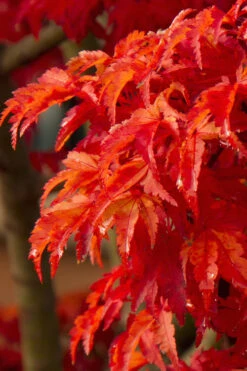 Lions Head Japanese Maple - Acer Palmatum 'Shishigashira' - 2.5 Quart Pot
