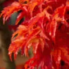 Lions Head Japanese Maple - Acer Palmatum 'Shishigashira' - 1 Gallon Pot (2.5-3')