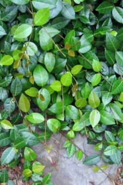 Asian Jasmine - Asiatic Jasmine - 1 Gallon Pot -Wilson Bros Gardens jasmine asian 10