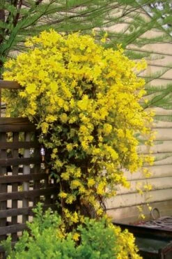 Carolina Yellow Jasmine (Jessamine) Gelsemium Sempervirens - 1 Gallon Pot 10 Carolina Yellow Jasmine (Jessamine) Gelsemium Sempervirens - 1 Gallon Pot -Wilson Bros Gardens jasmine carolina 21 1