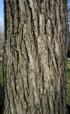 Black Walnut Tree (Juglans Nigra) - 3 Gallon Pot -Wilson Bros Gardens juglans nigra black walnut bark 1