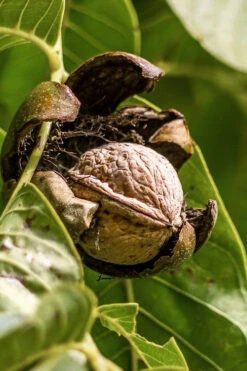 Black Walnut Tree (Juglans Nigra) - 3 Gallon Pot -Wilson Bros Gardens juglans nigra black walnut fruit 1