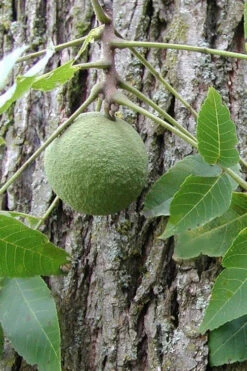 Black Walnut Tree (Juglans Nigra) - 3 Gallon Pot -Wilson Bros Gardens juglans nigra black walnut fruit 4
